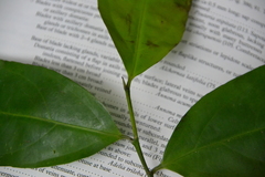 Lacistema aggregatum