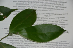 Lacistema aggregatum