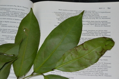 Lacistema aggregatum