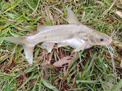 Wolff's mystus (Mystus wolffii) — Bagridae