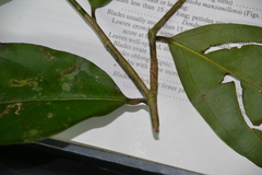 Lacistema aggregatum