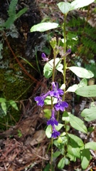 Lobelia setulosa