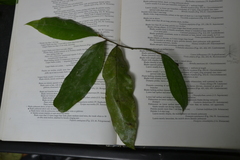 Desmopsis panamensis