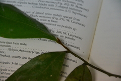 Desmopsis panamensis