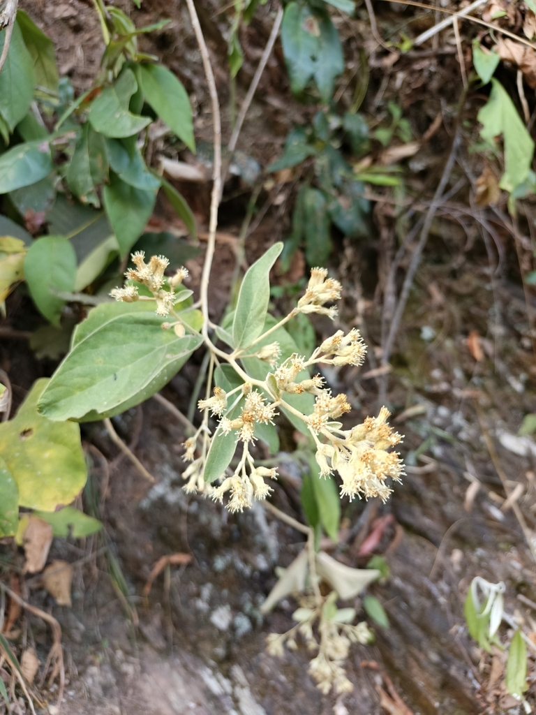 Gochnatia rusbyana