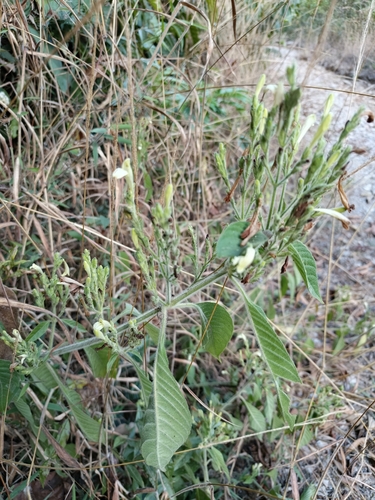 Justicia boliviensis, photograph 1
