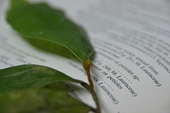 Desmopsis panamensis