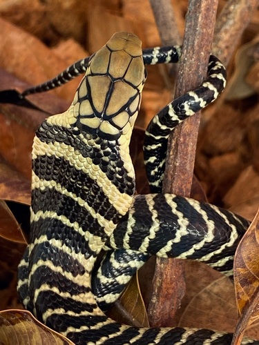 Luzon King Cobra