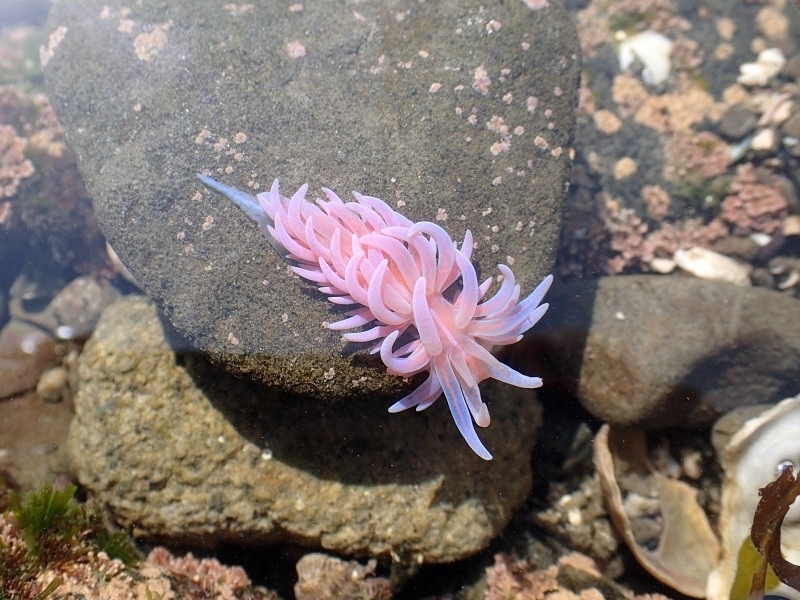 made-up phyllodesmium