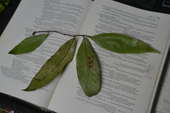 Desmopsis panamensis