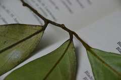 Desmopsis panamensis