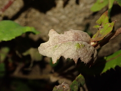 Golovinomyces sonchicola