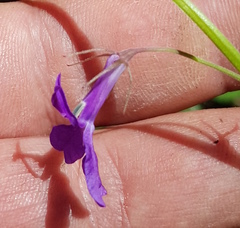 Lobelia setulosa
