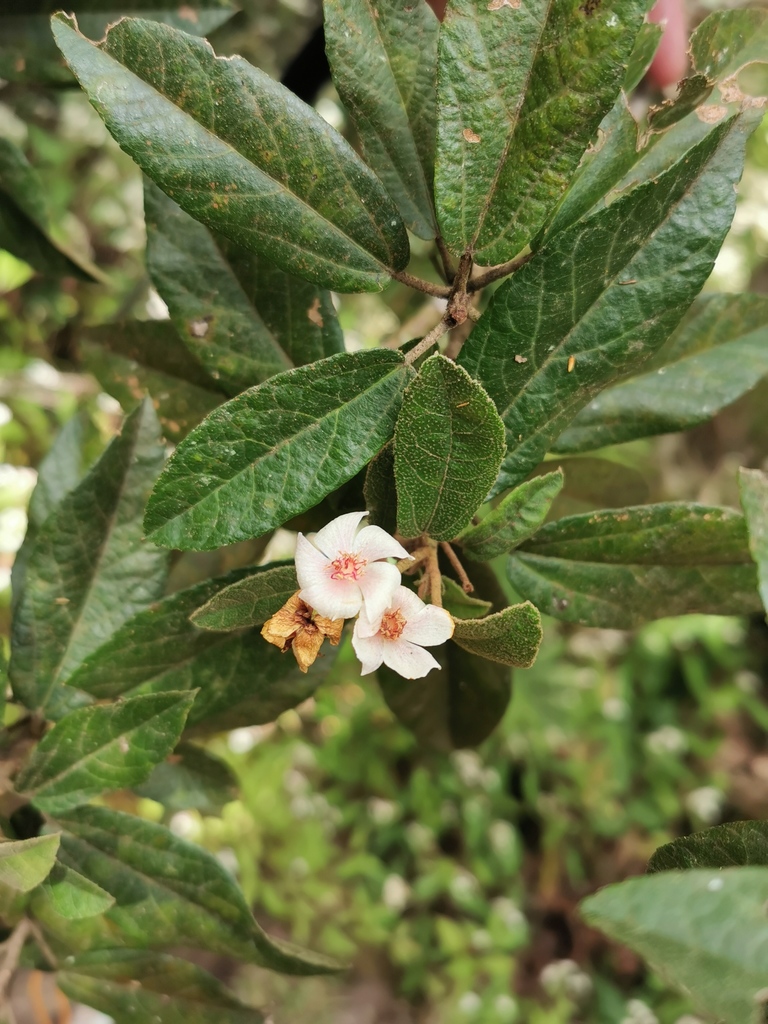 Dombeya punctata