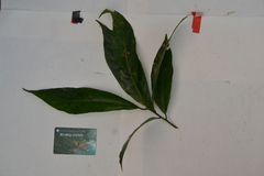 Nectandra lineata