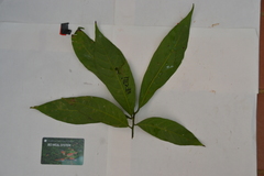 Nectandra lineata