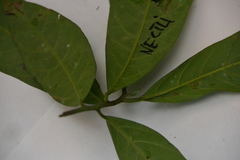 Nectandra lineata