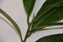 Nectandra lineata