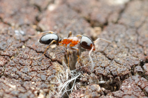 Ochetellus glaber clarithoraxOchetellus glaber clarithorax