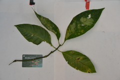 Palicourea guianensis