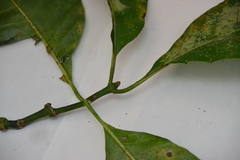 Palicourea guianensis