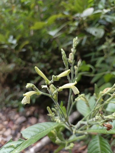 Justicia boliviensis, photograph 2