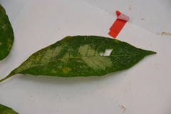 Palicourea guianensis