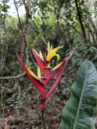 Heliconia subulata, photograph 2