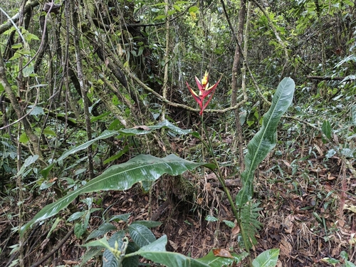Heliconia subulata, photograph 3