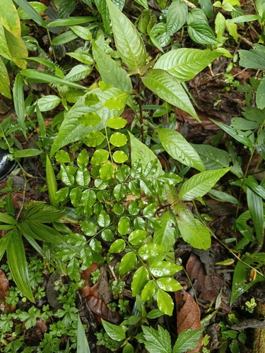 Balsam tree (Myroxylon peruiferum)