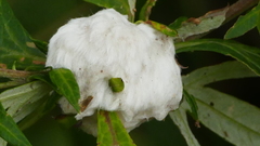 Rhopalomyia giraldii