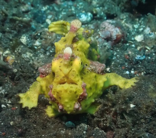 Warty frogfish (Antennarius maculatus) — Antennariidae — 5