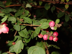 Symphoricarpos doorenbosii