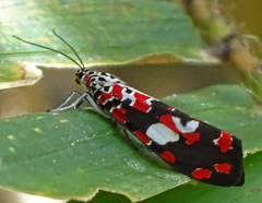 Utetheisa elata