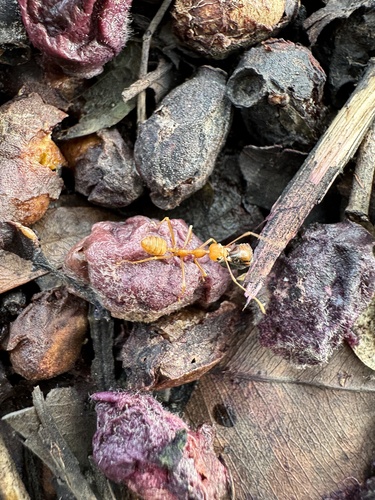 Asian Weaver Ant