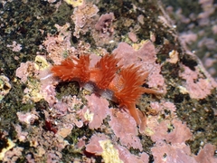 Sakuraeolis enosimensis