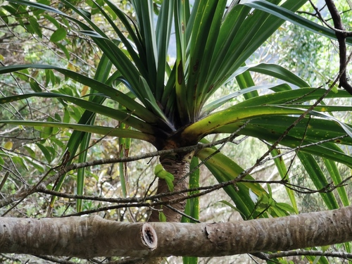 Pandanus sylvestris image