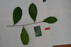 Brosimum alicastrum