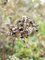 Allium cernuum