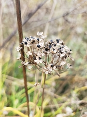 Allium cernuum