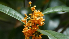 Osmanthus