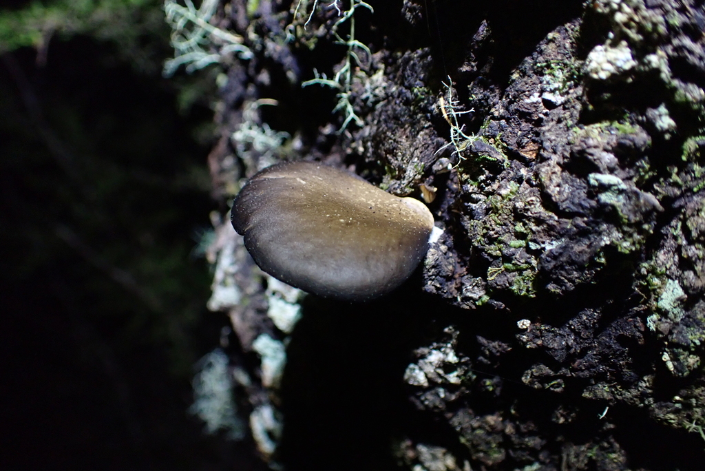 Pleurotus purpureo-olivaceus · August 2025 · photo: © berardom (iNaturalist, cc-by)