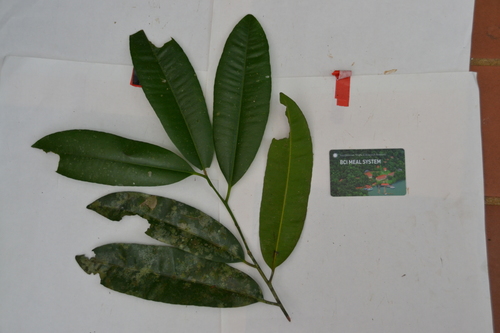 Aspidosperma spruceanum