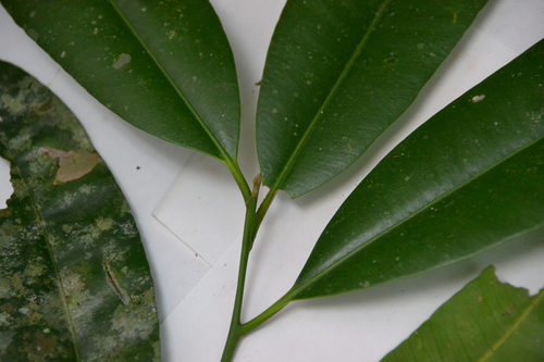 Aspidosperma spruceanum, photograph 1
