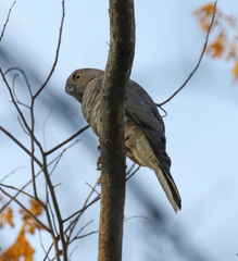 Accipiter francesiae