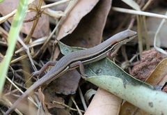 Trachylepis elegans