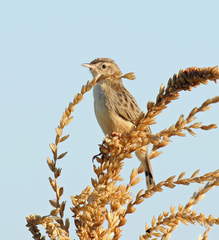 Cisticola cherina