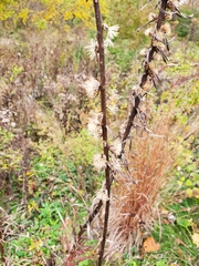 Liatris aspera