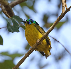 Philepitta schlegeli