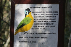 Philepitta schlegeli